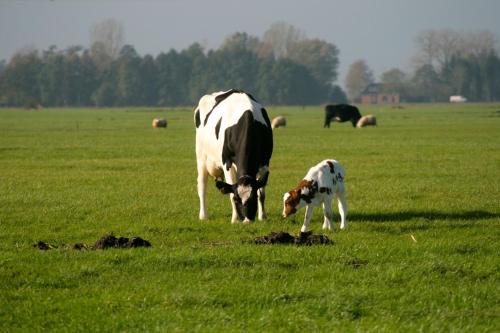 Aan het Diepje