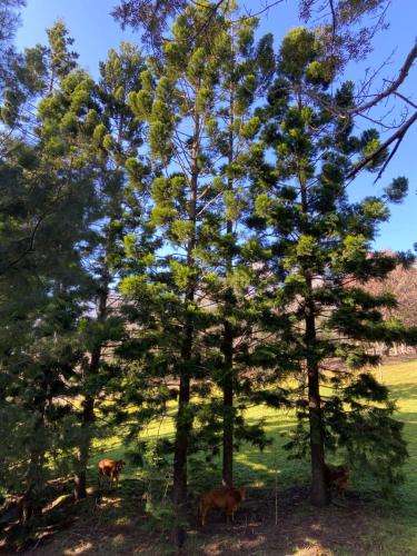 Cottage in The Woods, Maleny, Maleny (foto 7)