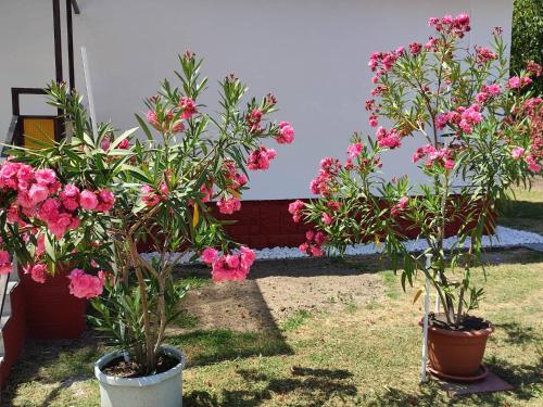 Rákos-patak Family House Garden & Free Parking, Budapeszt (zdjęcie 10)