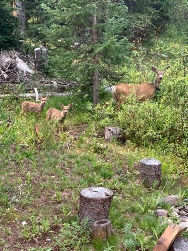 Surrounding environment, Moose Trail Retreat home in Blue River