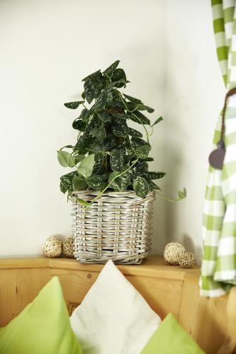 Appartment Auhäusl – Mittersill, SD