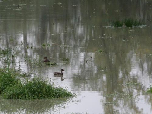 La Ravine au bord du loing