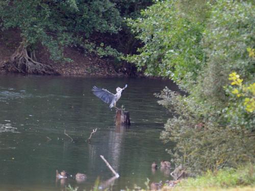 La Ravine au bord du loing