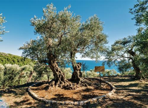 Holiday Park Olive Tree