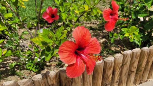 Mi casita playera Mi casita playera