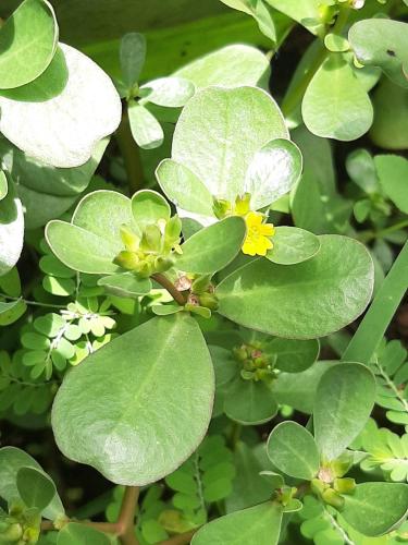 Studio Perle de Zanzibar Trois-Ilets Studio Perle de Zanzibar Trois-Ilets