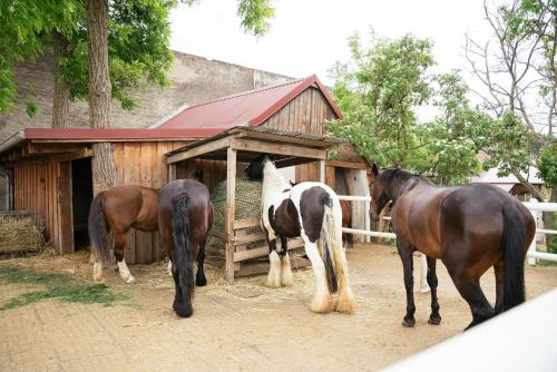  Ranchzimmer am Hippo-Campus Reit- und Therapiezentrum in Deutsch Haslau