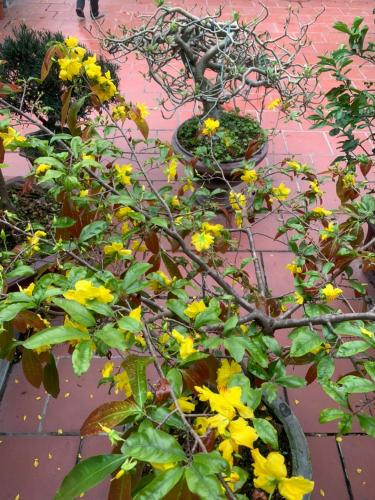 Tam Coc Family Homestay – Hoa Lu