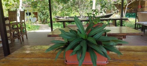 Garden, Done Right in Chrous Pichnil