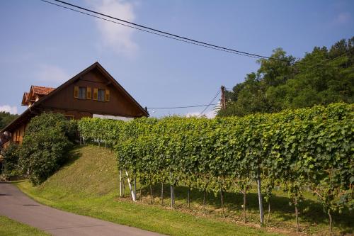 Weinhof Gästehaus Radl - main image