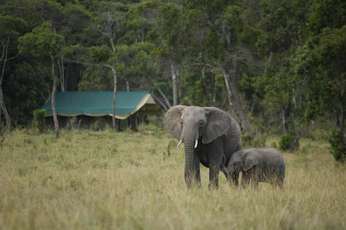 Elephant Pepper Camp