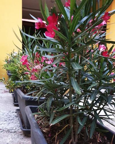 Dream & Fly Apartments