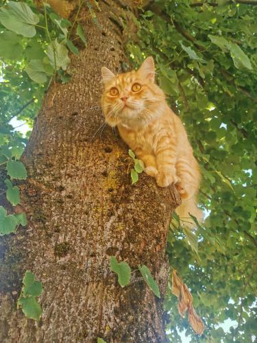  Villa San Giorgio Guest House in Serravalle Scrivia