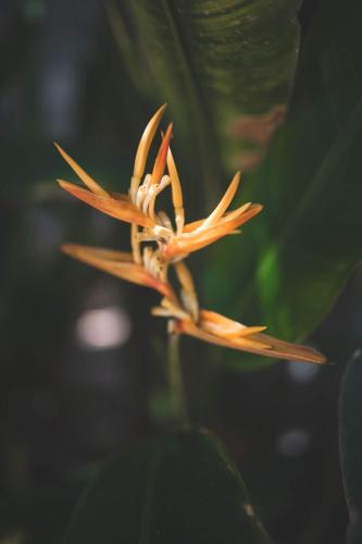 Guava Garden – Gili Trawangan, ID