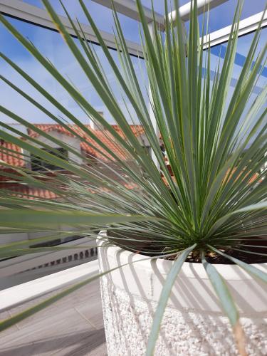 Sitius 5B - NEW seaview apartment with rooftop terrace in historical centre Sitio da Nazaré, Nazaré (zdjęcie 9)