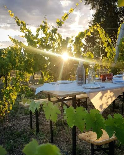 Glamping at an Agriturismo in the vineyard in Ortezzano