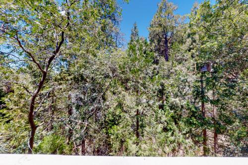 Towering Pines in Crestline, USA