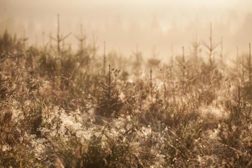 皮尔罗伊贝赫尔B&B酒店 皮尔罗伊贝赫尔B&B酒店