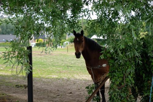 Camping des Saules