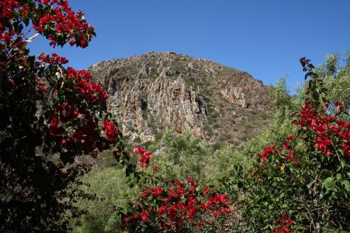 Porcupine Hills Olive and Guest Farm