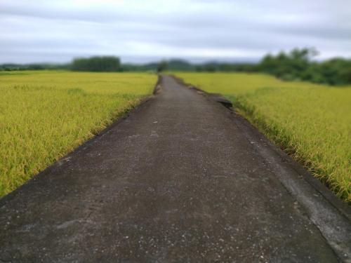 Diamond Avenue Homestay