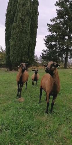 Entre Perigueux et Bergerac in Vergt