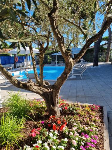 Blue Inn Residence e B&B - Accommodation - Lido delle Nazioni