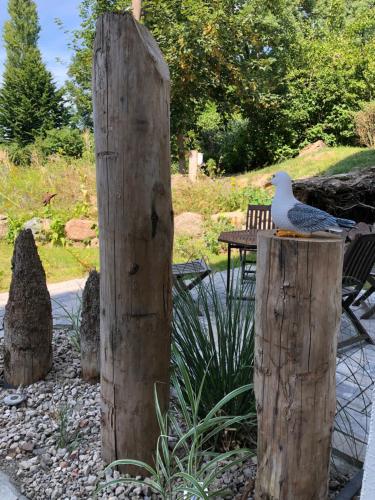 Strandgut und Feuerstein in Gustow
