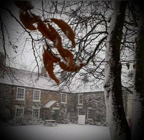 The Tree House The Tree House