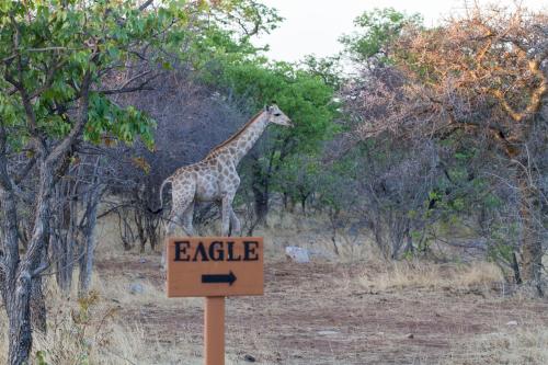 Eagle Tented Lodge & Spa