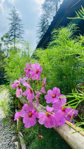 Himtrek Riverside Camps, Kasol