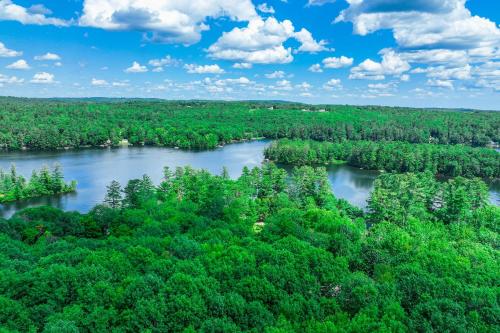 Falling Pines Falling Pines