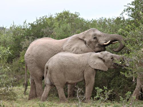 Hlosi Game Lodge - Amakhala Game Reserve