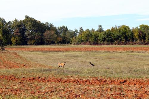 Holiday house with a parking space Celici Central Istria - Sredisnja Istra - 7333 - image 2