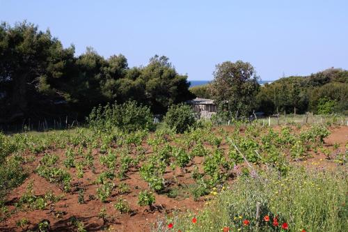 Apartments by the sea Cove Blaca, Mljet - 10416