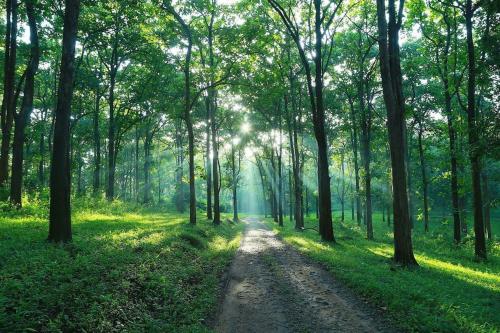Royal Cottage, Anaimalai room 4