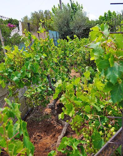 Figs & Grapes * Cosy small house * Marmari * South Evia