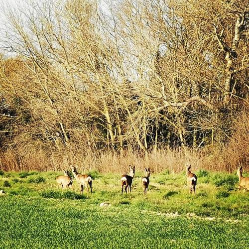 Rusty - Shepherds hut sleeps up to 4 in Sidlesham