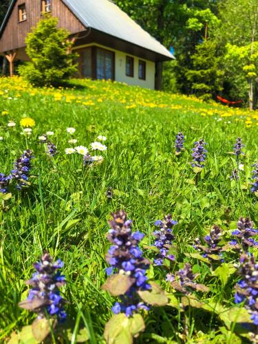 Amenity Hotel & Resort Orlické hory - image 12