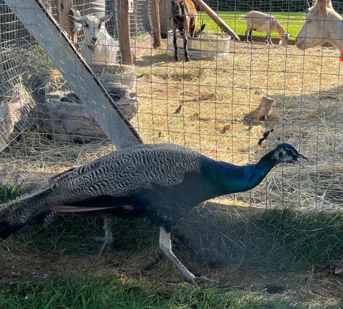 Gite - La ruee vers l’orge