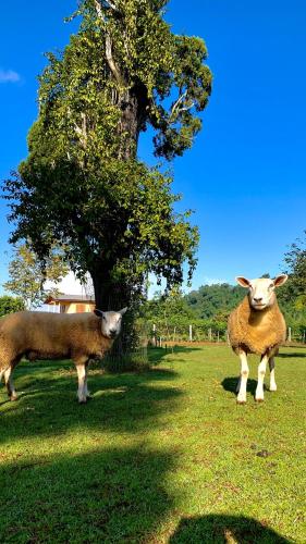 Kert, Hospedagem Bela Roça - Lareira, Passeio a cavalo, ovelhas (Hospedagem Bela Roca - Lareira, Passeio a cavalo, ovelhas) in Bom Principio (Rio Grande do Sul)