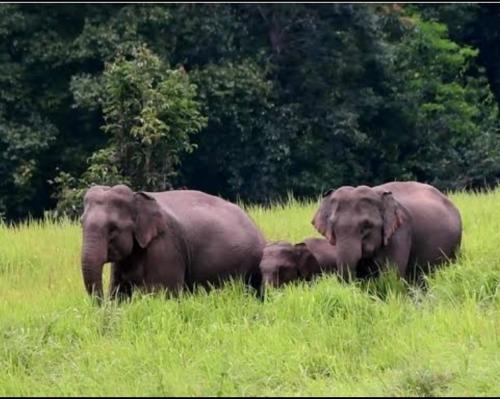 Pakchong hostel & wildlife tour 4