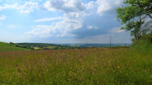 Ffos Wilkin Glamping & Alpacas