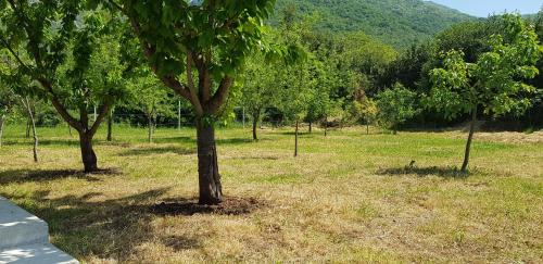 INTO THE GREEN in เซเลนิกา