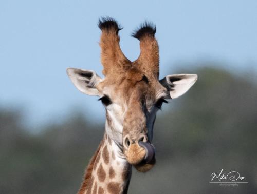 Safari Lodge - Amakhala Game Reserve