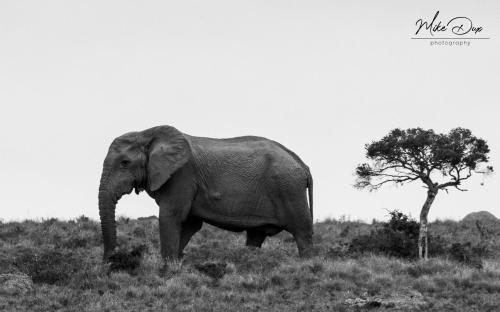 Safari Lodge - Amakhala Game Reserve