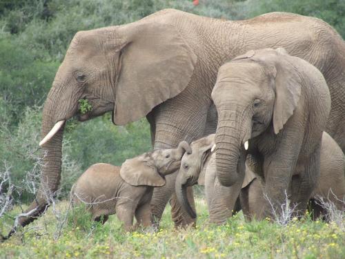 Safari Lodge - Amakhala Game Reserve