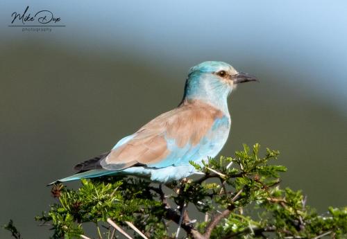 Safari Lodge - Amakhala Game Reserve