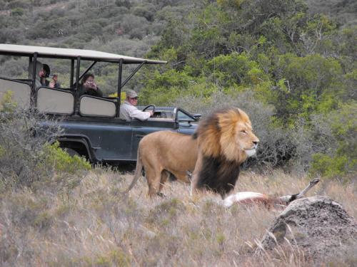 Safari Lodge - Amakhala Game Reserve