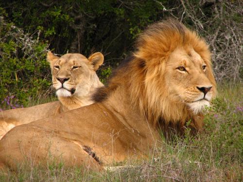 Safari Lodge - Amakhala Game Reserve